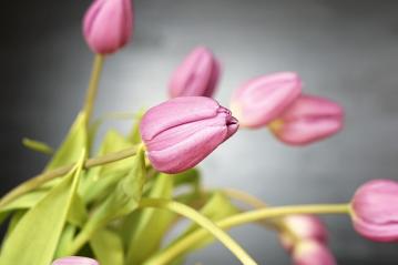 담적 복부의 경직이 명확한 소음인 치료사례