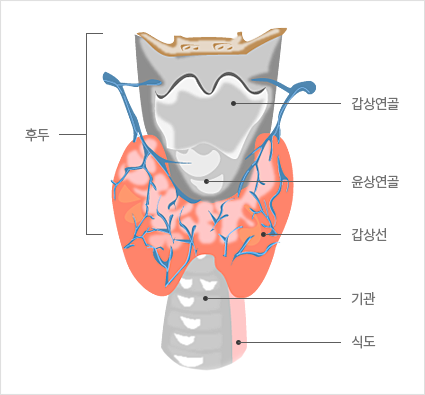 갑상선의 구조