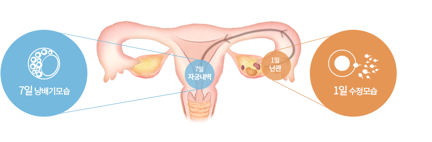 7일 낭배기모습 7일 자궁내벽 1일 난관 1일 수정모습